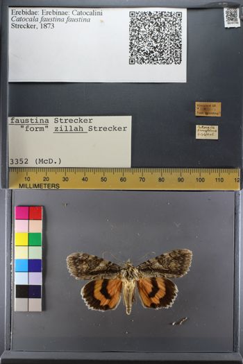 Media type: image;   Entomology 747746